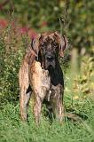 DOGUE ALLEMAND 774